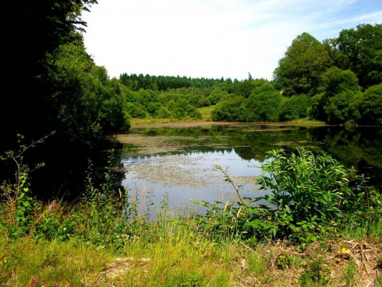 leglise-aux-bois_foret